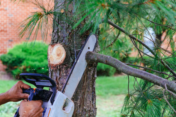 Best Tree Removal Services  in Green Island, NY